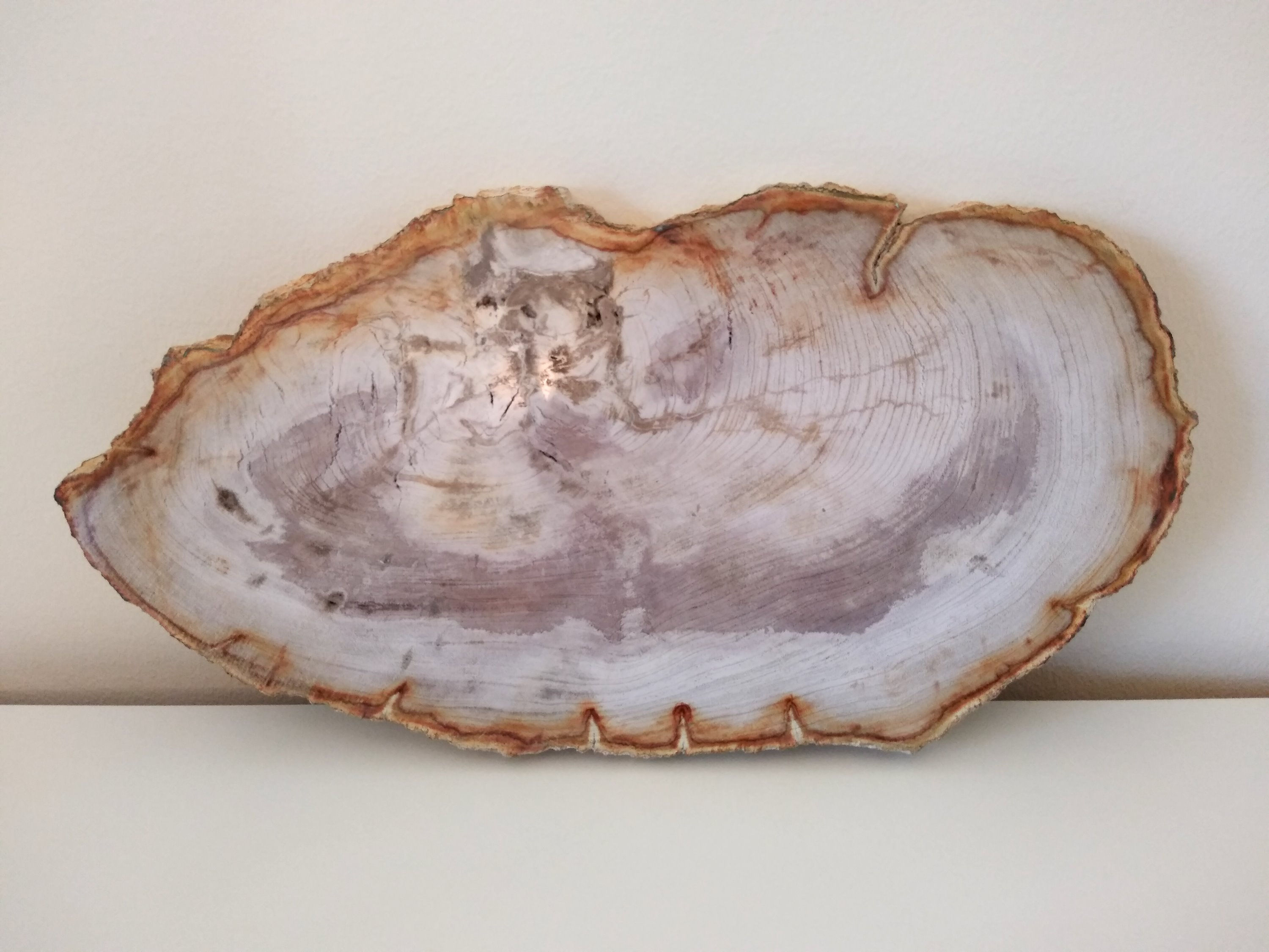 Petrified Wood Centerpiece Slab