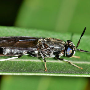 A primer on the Black Soldier Fly Market in Asia 