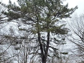 January & February 2025: Red Pine & Scots Pine