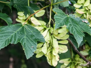 November 2025: Sycamore Maple