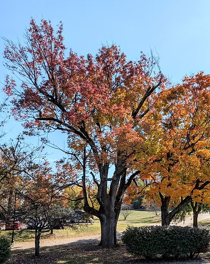 White Ash tree in Lexington, Greg Doyle