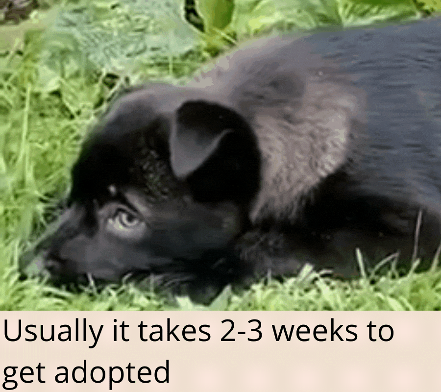 Usually it takes 2-3 weeks to find a hom