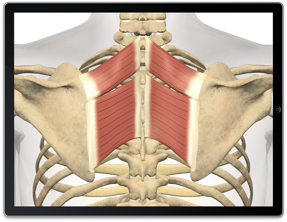 Learning: Upper Back Muscles