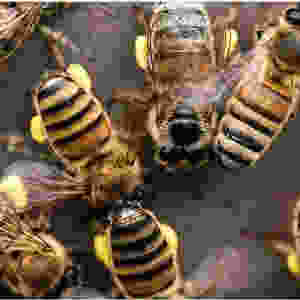fresh bee pollen