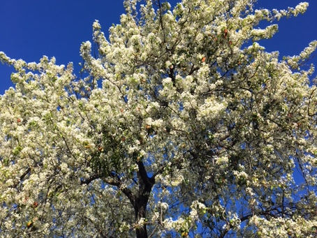 Plant a Honey Bee friendly yard this Spring