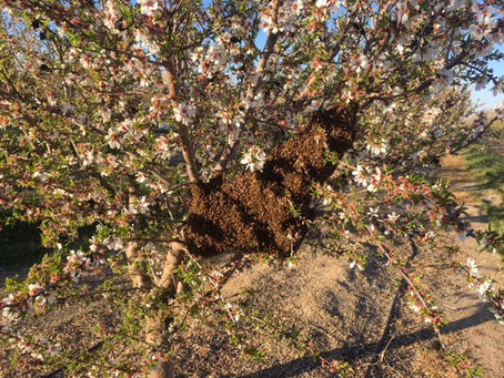 Spring is Swarm Season! Honeybees have never been more docile