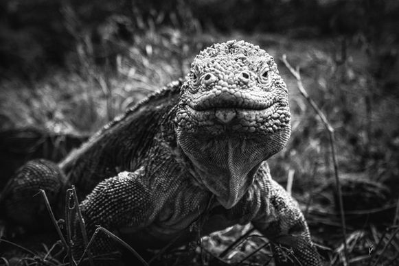 Iguana_650991688809August2016Islas Galapagos.JPG