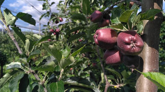 Jablíčka rostou jako z vody!