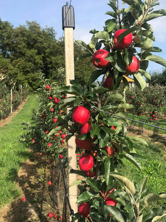 Sobotní prodej jablek