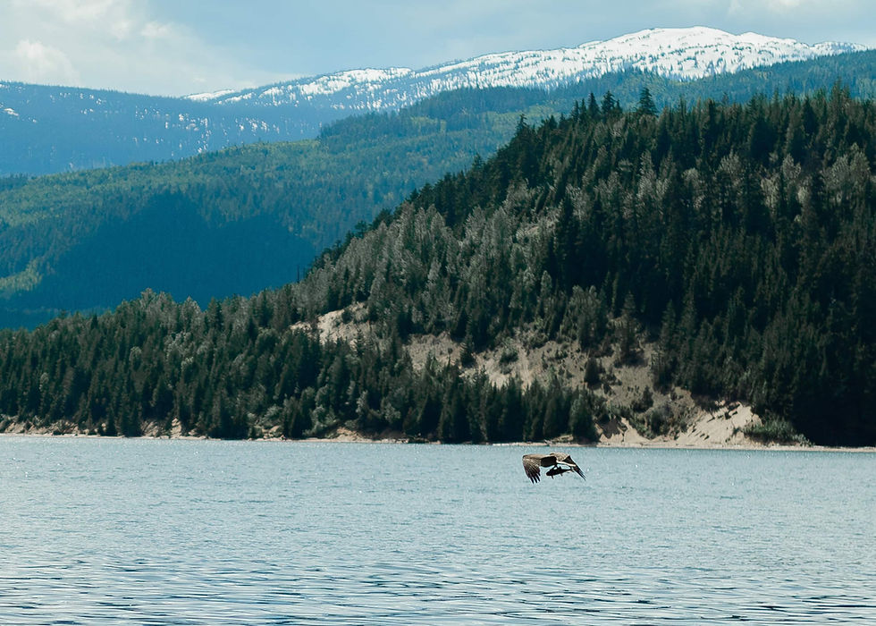 A hawk catching a fish in a mountain lake
