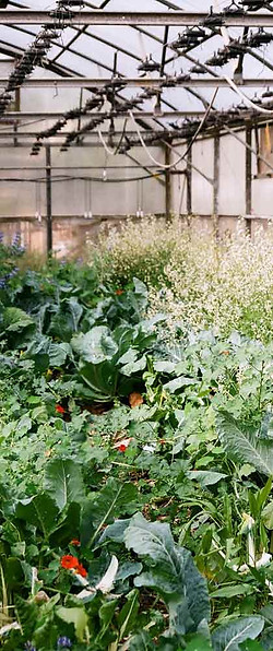 Crowded Greenhouse