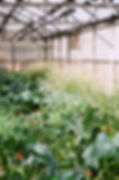 Crowded Greenhouse