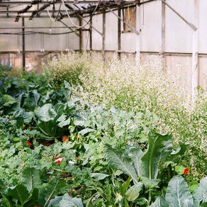 How Gardening and Planting Vegetables Promotes Wellbeing and Mental Health