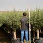 Thumbnail: 45L mature olive tree for sale in the uk