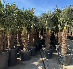 plants and trees for sale in the uk free delievery from palm and olive 