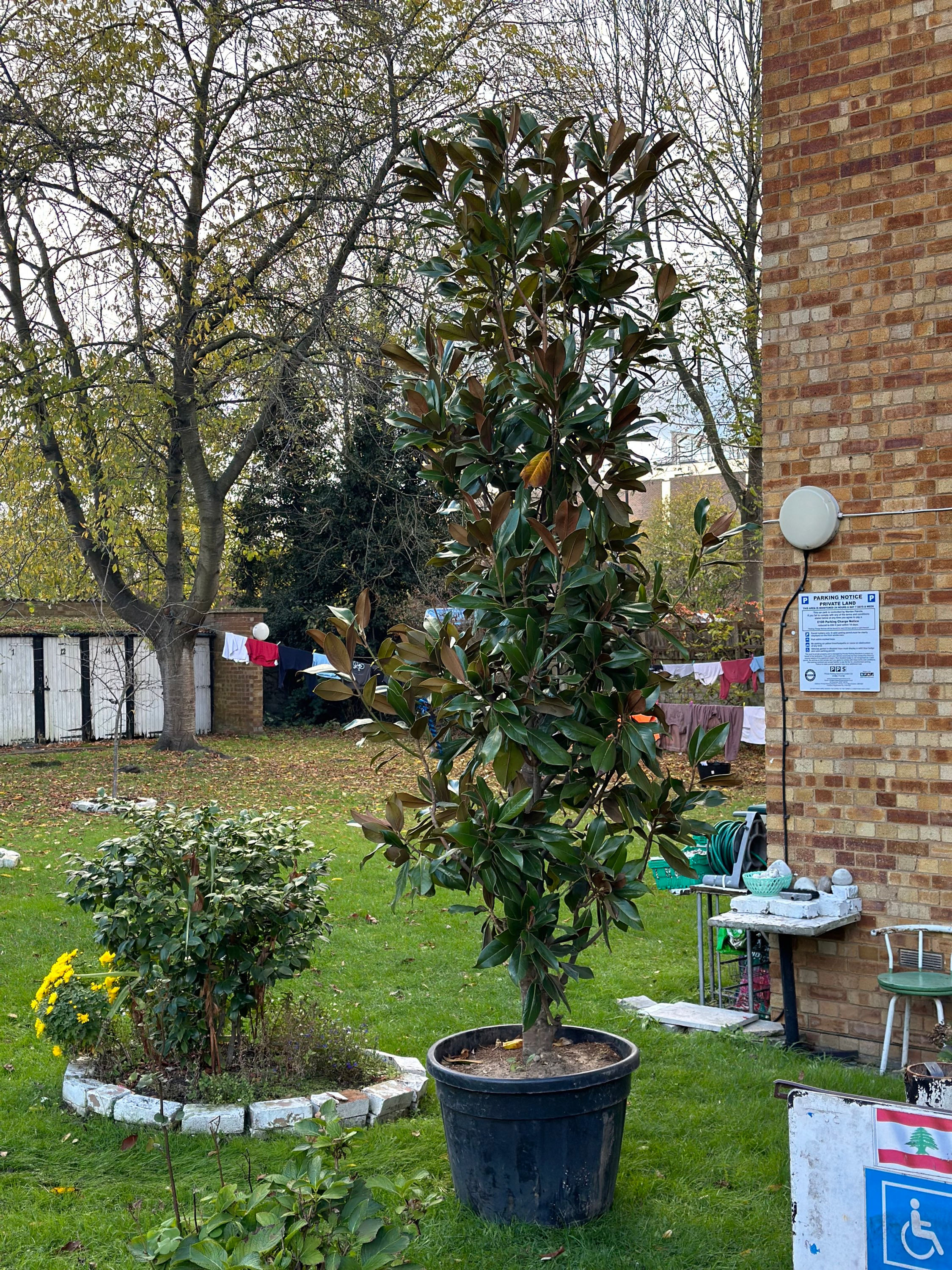 Magnolia Grandiflora tree