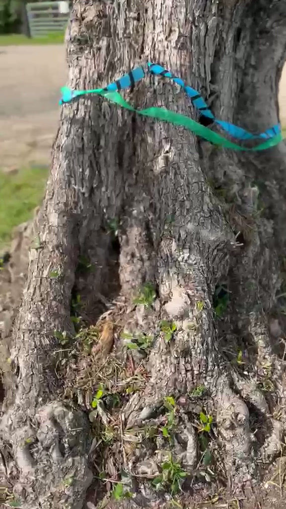 Thumbnail: 350-400 year old gnarled ancient cloud olive tree with 160cm trunk UK – massive hardy evergreen heritage specimen with sculpt