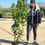 Thumbnail: 6ft-7ft (180cm-210cm) Cherry Laurel – Prunus laurocerasus – Evergreen Hedging fo