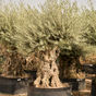 Thumbnail: ancient gnarled olive trees 250–300 cm in a uk patio