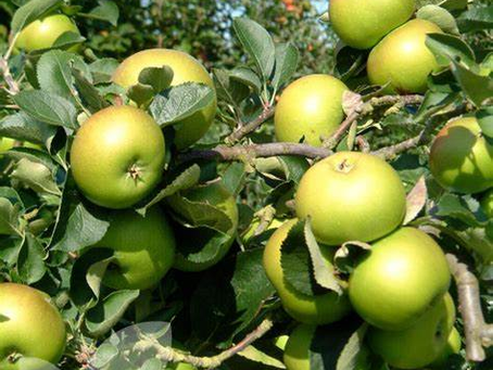 Everything You Need to Know About Fruit Trees in the UK: The Ultimate Guide to Buying, Growing, and Caring for Fruit Trees