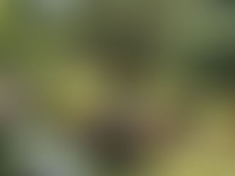 A mature specimen Olive tree being installed in a clean planting pit, showing the specialized underground wire anchoring system, burlap-wrapped root ball, and professional soil amendments including mycorrhizal fungi.