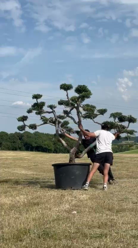 Thumbnail: Large exhibition-grade multi-stem cloud-pruned olive tree standing next to a person to demonstrate height and widespread cano