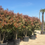 Thumbnail: Photinia Red Robin Tree (Photinia × fraseri ‘Red Robin’) – 9ft