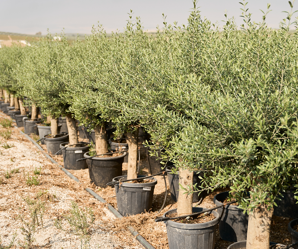 45L mature olive tree for sale in the uk