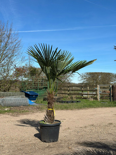 6ft Hardy Trachycarpus Fortunei Palm Tree 35L 50/60cm Trunk | Free