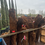 Thumbnail: Dicksonia Antarctica - Australian Tree Fern