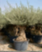Huge Ancient Gnarled Olive Tree for sale in a uk garden center