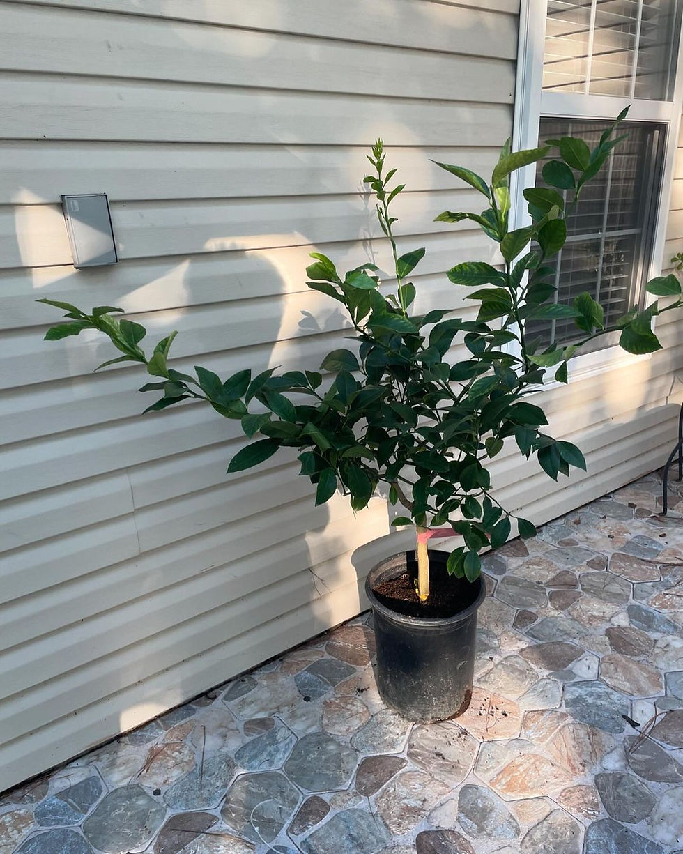 Thumbnail: Citrus Lemon Trees