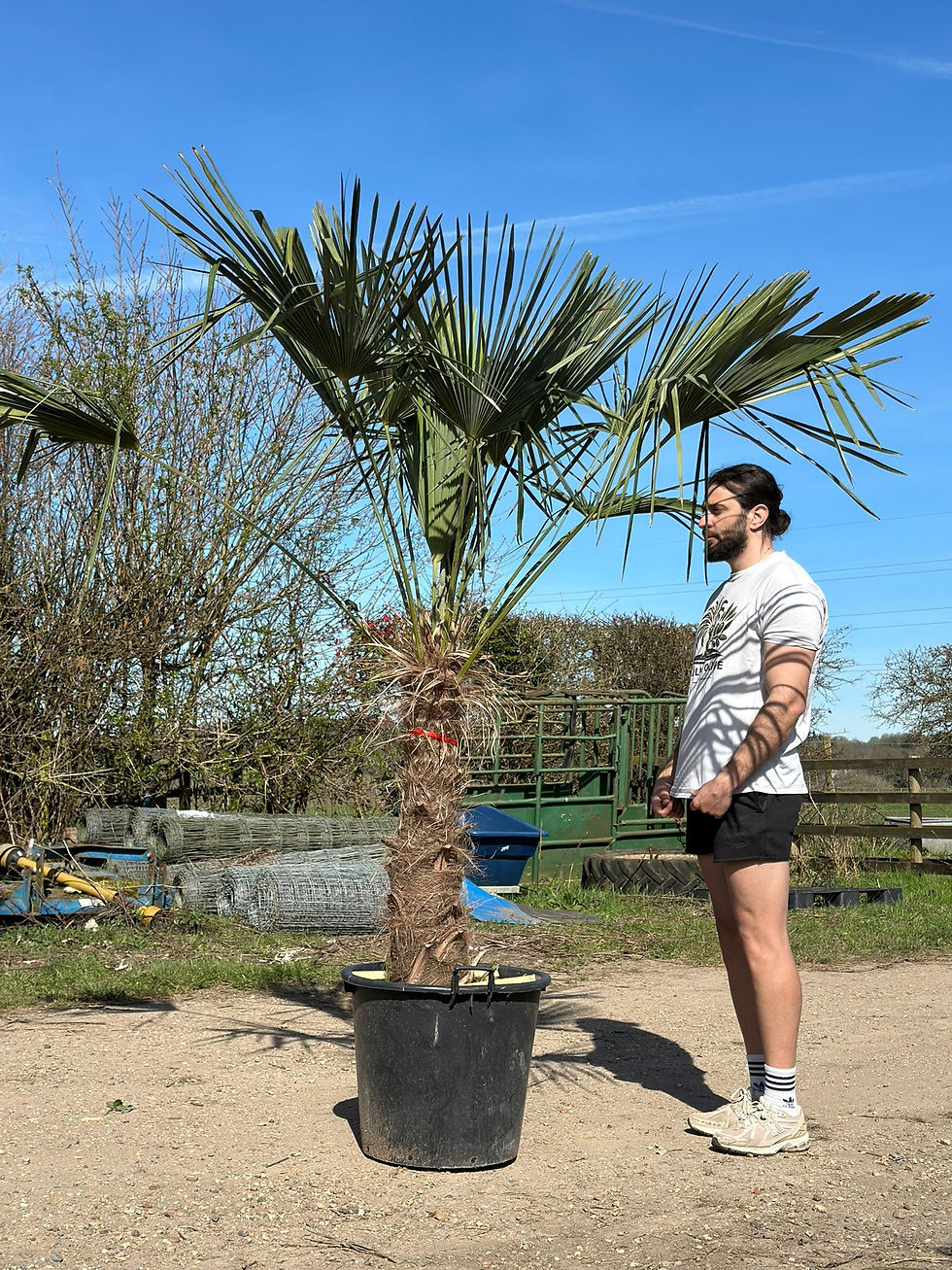 7-8ft Trachycarpus fortunei Palm Tree UK shown with gardener for height scale – mature hardy Windmill Palm with full fan-shap