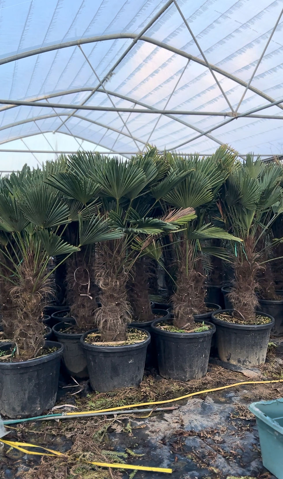 Thumbnail: 7 ft Trachycarpus wagnerianus palm tree  “waggie”