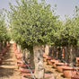 Thumbnail: gnraled olive tree for sale in the uk