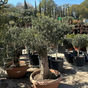 Thumbnail: 6ft Gnarled Olive Tree (Olea europaea) – Mature Specimen