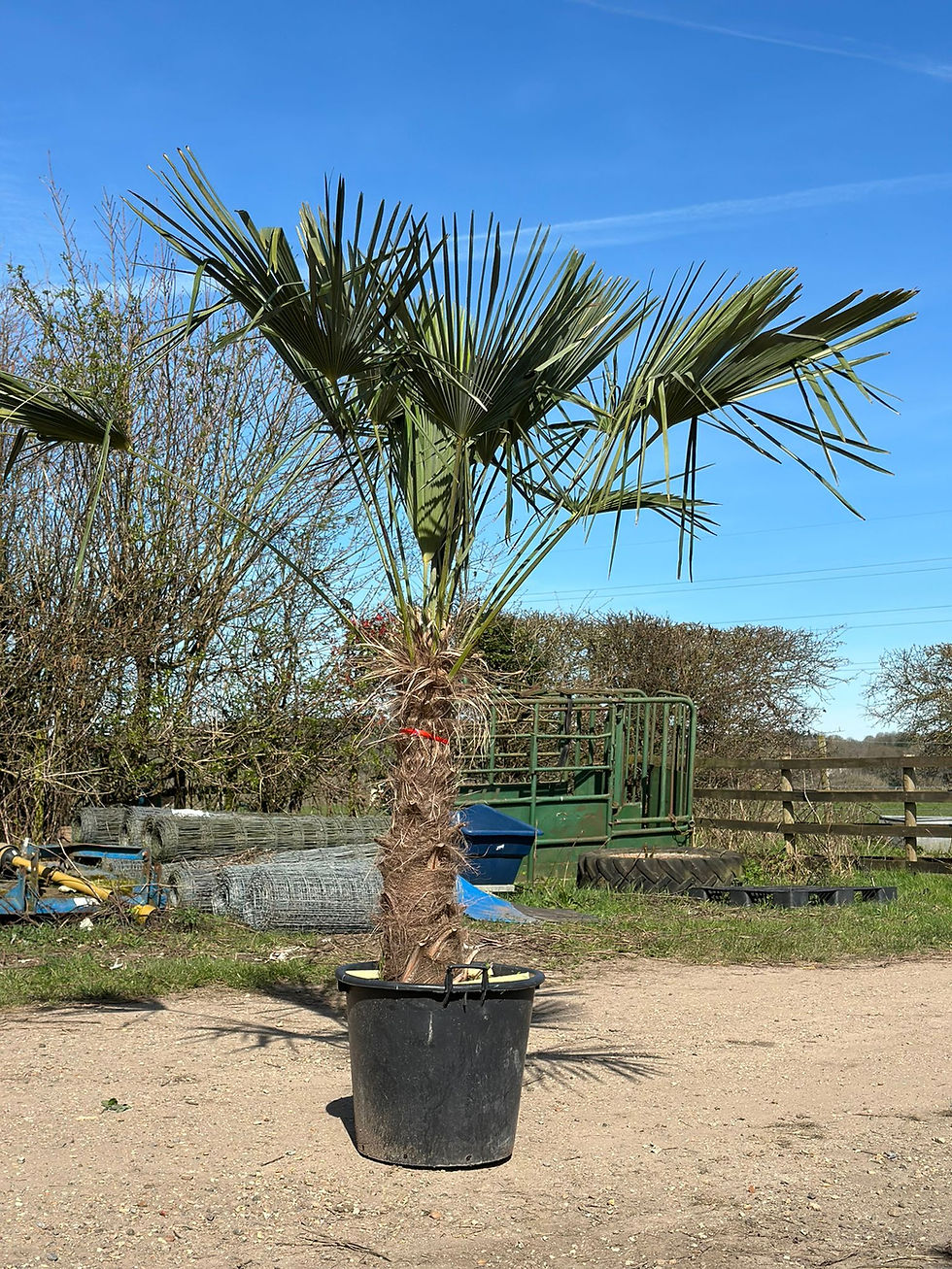 Mature 7-8ft Trachycarpus fortunei Palm Tree UK in large pot – hardy Windmill Palm with thick fibrous trunk and dramatic fan
