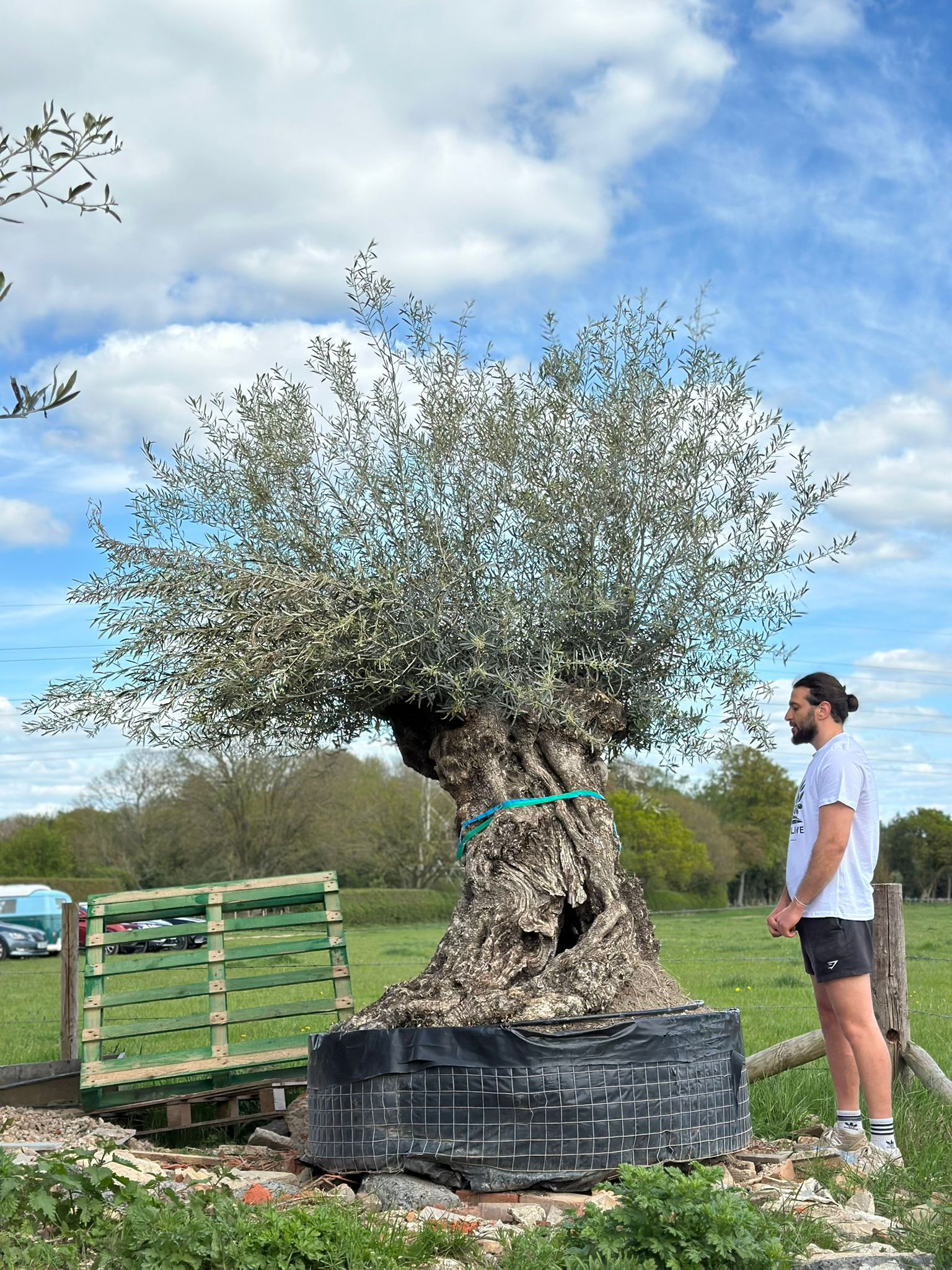 Side view of 350-400 year old gnarled ancient cloud olive tree UK with person for scale – impressive hardy evergreen heritage