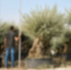 ancient gnarled olive trees 250–300 cm in a uk garden center