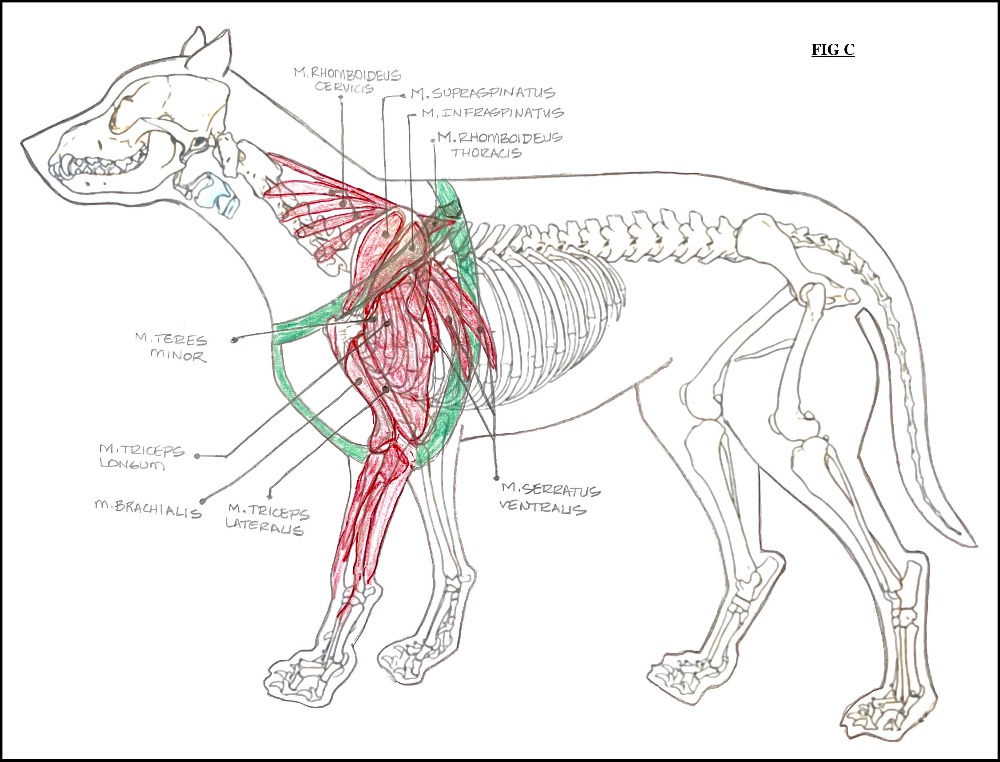 Collar vs Harness Part Two