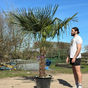 Thumbnail: 6–7ft Trachycarpus fortunei Palm Tree | Hardy Windmill Palm for sale uk