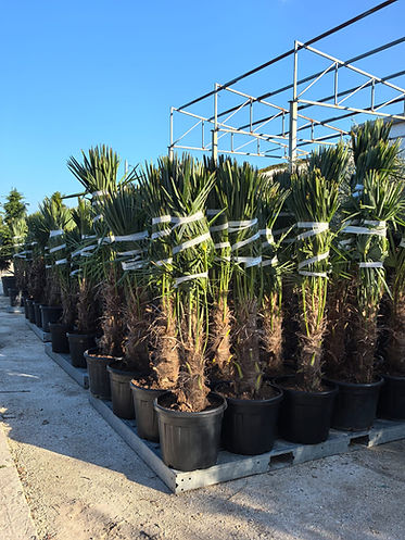 palm trees for sale in a uk garden center