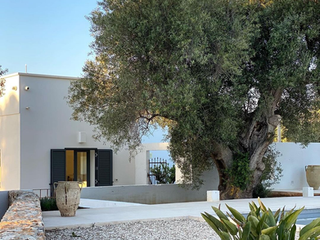 Comprehensive Guide to Olive Tree Care in the UK