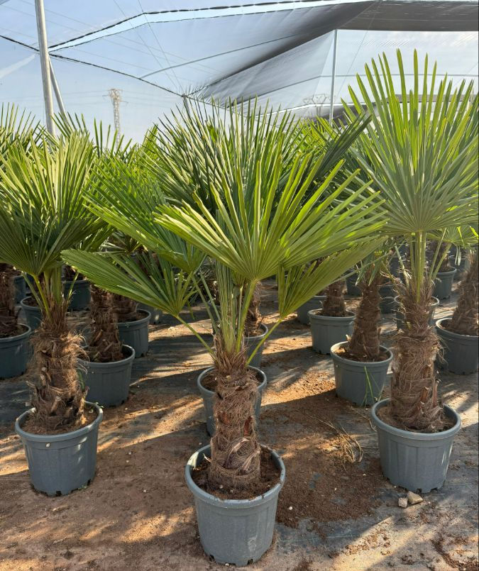 6 ft trachycarpus fortunei palm tree for sale in a uk graden centre