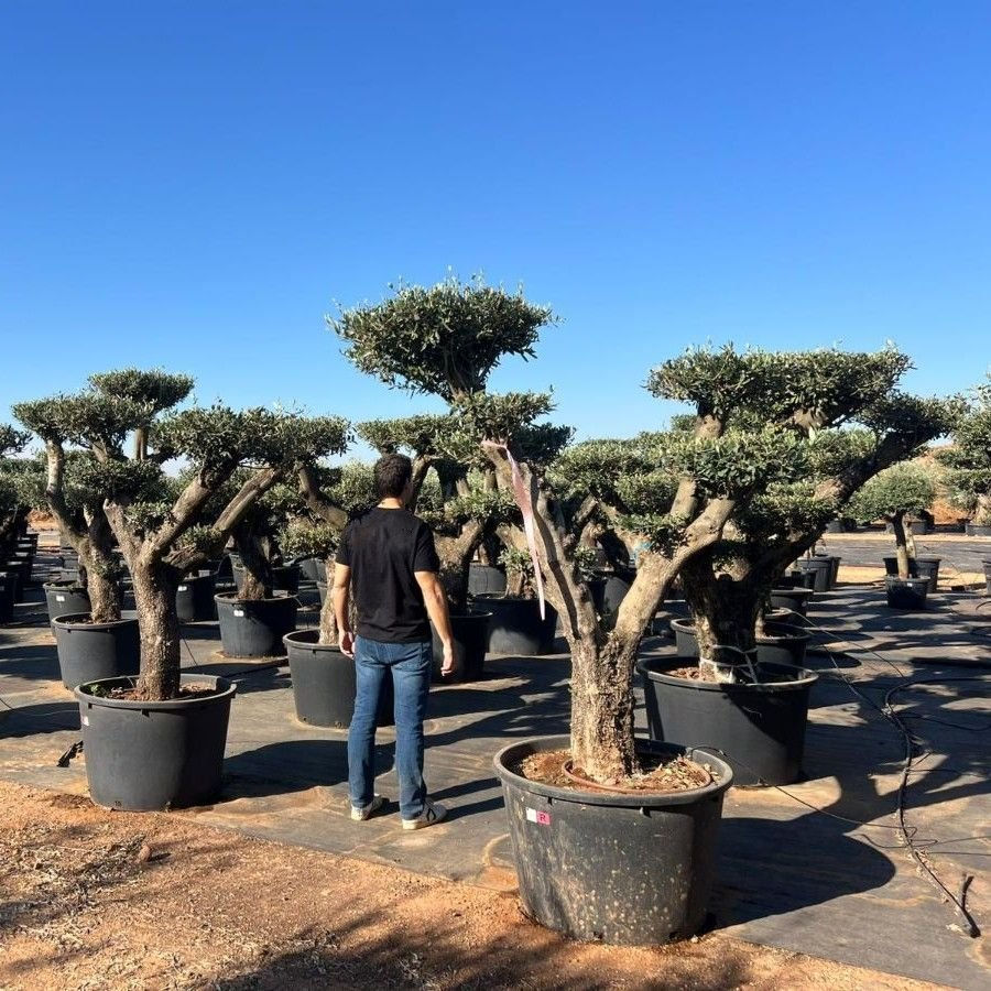 Thumbnail: pom pom olive tree for sale in the uk