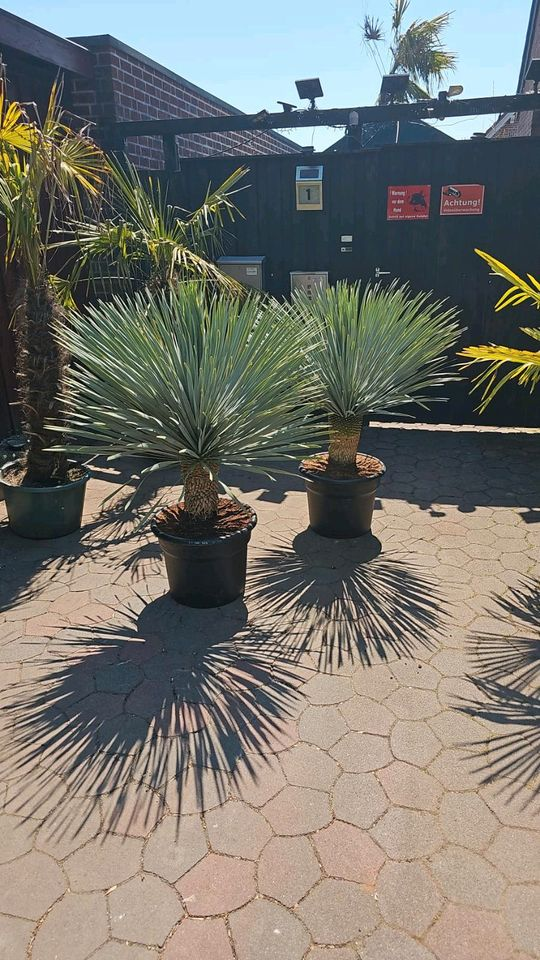 Thumbnail: Yucca Rostrata