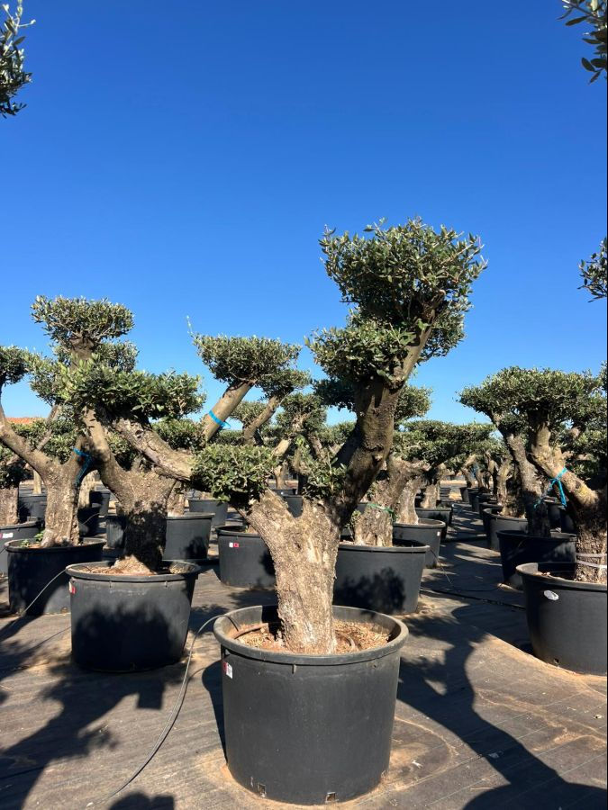 XXL Cloud Olive Tree – 230L – Gnarled Mature Trunk for sale in the uk