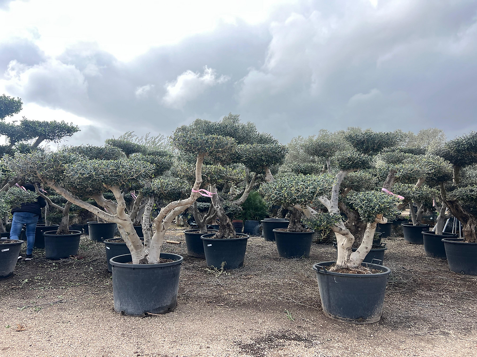 xl cloud olive tree for sale in the uk