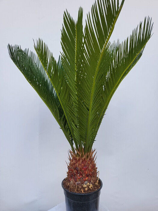 Thumbnail: Cyca Revoluta - Sago Palm