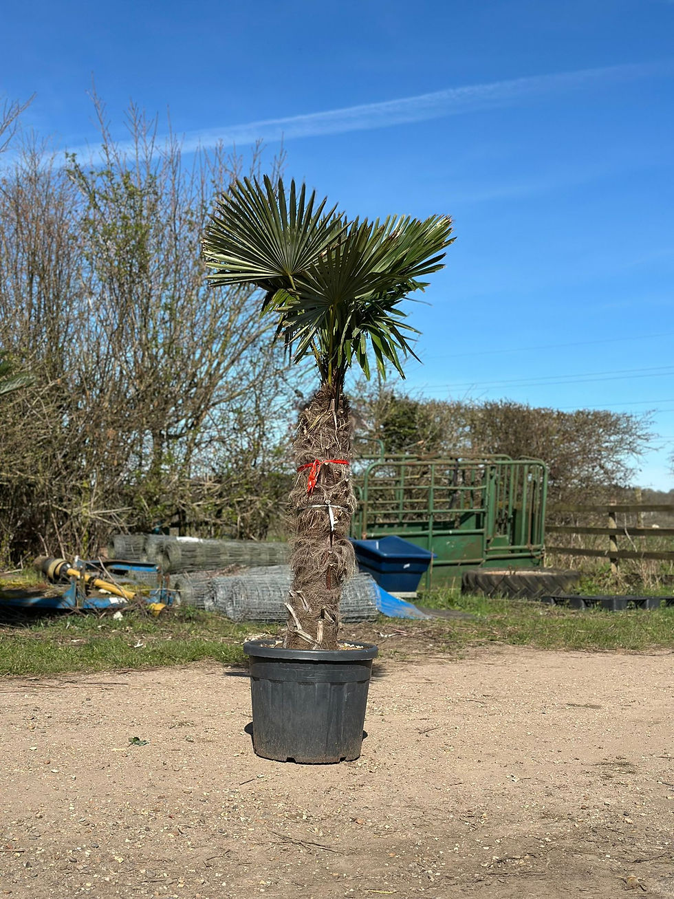 7ft Trachycarpus fortunei Palm Tree UK with 110-120cm trunk in large pot – mature hardy Windmill Palm with full fan-shaped cr
